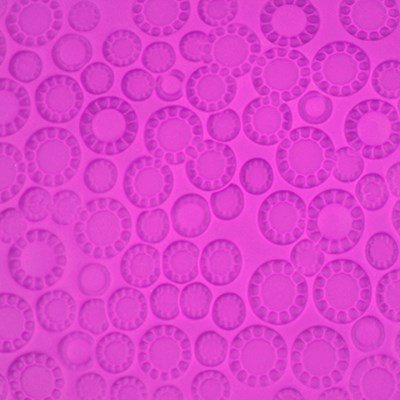 Ανάγλυφο Φύλλο Polka 15x30.5cm -15x30.5cm -PME