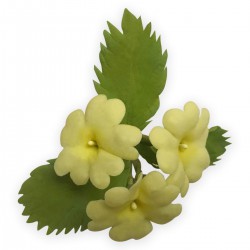 Hράνθεμο Σετ 2 κουπάτ της FMM