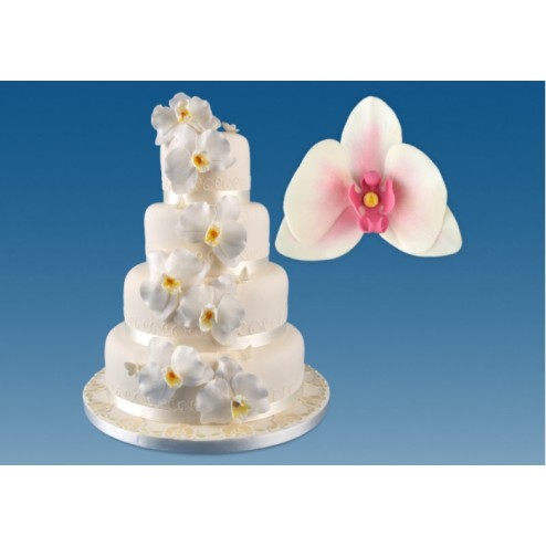 Κουπάτ Μεγάλη Ορχιδέα (Moth Orchid)