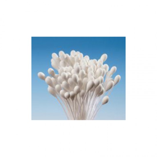 Απλοί Λευκοί Μεγάλοι Στρογγυλοί Στήμονες για βρώσιμα λουλούδια 288τεμ.