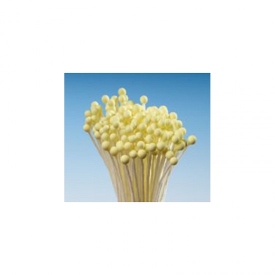Απλοί Κίτρινοι Μικροί Στρογγυλοί στήμονες της Hamilworth για βρώσιμα λουλούδια 288τεμ.