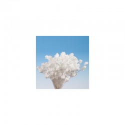 Λευκοί στήμονες Γυψοφίλιας της Hamilworth για γέμισμα των βρώσιμων μπουκέτων σας 288τεμ.